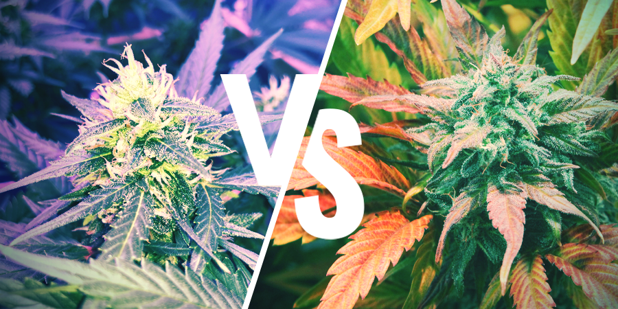 Un aspect care distinge clar Amnesia Haze de Silver Haze constă în profilurile lor aromatice. Iubitorii de arome fructate și exotice vor experimenta un buchet unic în Amnesia Haze, care îmbină ananas, mango și citrice de lămâie-lime, cu o dulceață florală care rămâne prezentă chiar și în fum. Această complexitate o face o favorită printre cunoscătorii care caută o experiență aromatică rafinată și bogată.