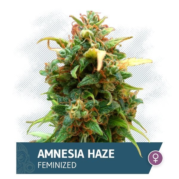 Expertiza cultivatorilor este exprimată aici în capacitatea lor de a îmbunătăți profiluri aromatice atât de diferite dintr-o bază genetică care rămâne înrudită. Pentru cultivatorii dedicați cultivării în interior, această nuanță va fi decisivă în alegerea tulpinii potrivite pe baza climatului interior, a răbdării și a spațiului disponibil.