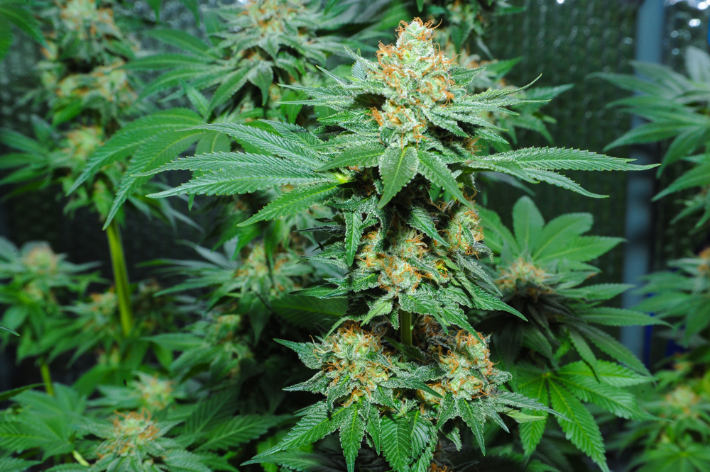 Tipy od odborníků pro maximalizaci terpenové kytice Amnesia Haze