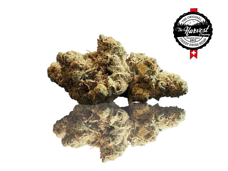 合法大麻の世界には、それぞれ異なる特徴を持つ品種が数多く存在します。適切な選択をするためには、Amnesia Hazeと他の選択肢を比較することが有効です。例えば、同じくサティバ優勢の遺伝子から生まれたSuper Silver Hazeは、よりハーブのような香りと、やや強めのTHC効果が特徴です。この2つのスターの対決については、e-zoom.bizなどで公開されている分析でより詳しく検証されています。