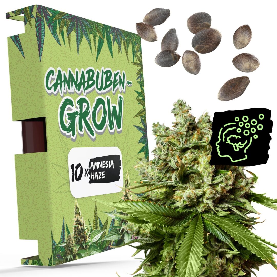 Amnesia Haze ไม่เพียงแต่เป็นสายพันธุ์ที่มีฤทธิ์แรงเท่านั้น แต่ยังให้ผลที่หลากหลาย ทำให้เป็นตัวเลือกยอดนิยมสำหรับทั้งผู้ใช้เพื่อสันทนาการและผู้ใช้เพื่อการแพทย์ สรรพคุณของ Amnesia Haze โดดเด่นด้วยความเข้มข้นของการกระตุ้นและความคิดสร้างสรรค์ หลายคนรายงานว่ารู้สึกเคลิบเคลิ้มทันที รู้สึกกระปรี้กระเปร่า และอารมณ์ดีขึ้น คุณสมบัติเหล่านี้ทำให้ Amnesia Haze ได้รับการยอมรับว่ามีประโยชน์ในการจัดการความเครียด ภาวะซึมเศร้า และโรคสมาธิสั้นบางชนิดในชีวิตประจำวัน