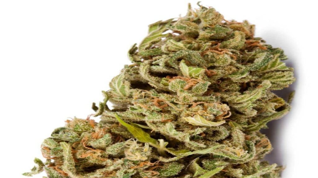 découvrez notre guide complet sur l'amnesia haze : origines, saveurs, effets, conseils de culture et avis d'experts pour tout savoir sur cette variété de cannabis légendaire.