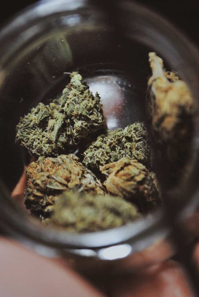 découvrez si l’amnesia haze est une variété sativa ou indica, ses origines, effets et conseils pour profiter pleinement de cette célèbre cannabis.