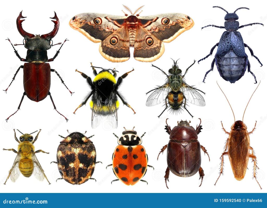 découvrez pourquoi les insectes sont essentiels au jardin ! apprenez à reconnaître les espèces bénéfiques et à favoriser leur présence pour un potager sain, naturel et productif.