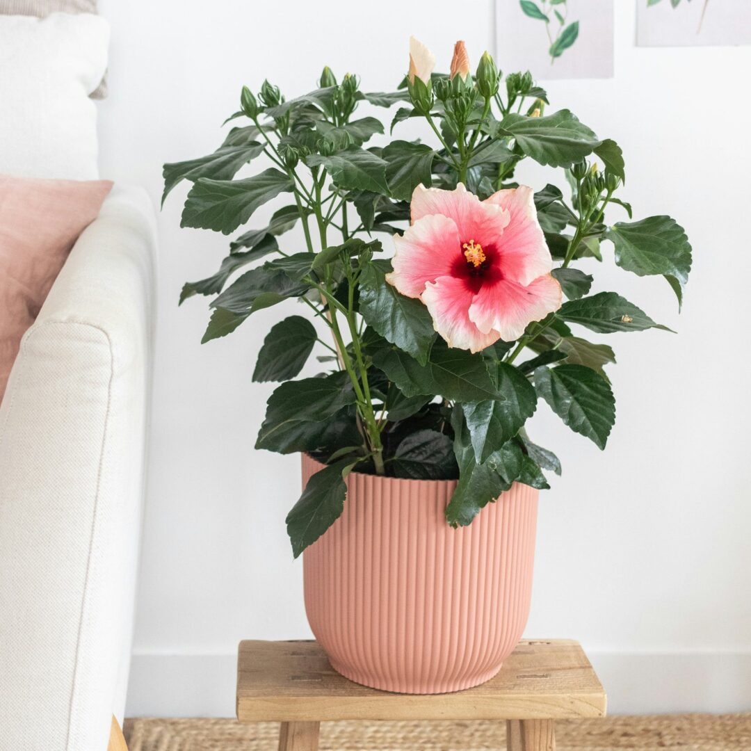 découvrez notre sélection de plantes résistantes à la sécheresse, idéales pour des jardins durables et faciles d’entretien. conseils, astuces et idées pour verdir vos espaces tout en économisant l’eau.