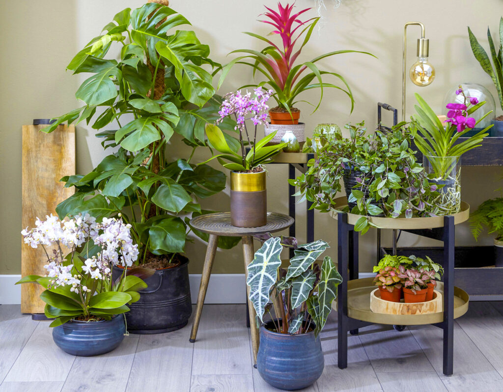 découvrez une sélection de plantes résistantes à la sécheresse, idéales pour un jardin facile d'entretien et économe en eau. conseils et astuces pour choisir et cultiver des espèces robustes face au manque d'arrosage.