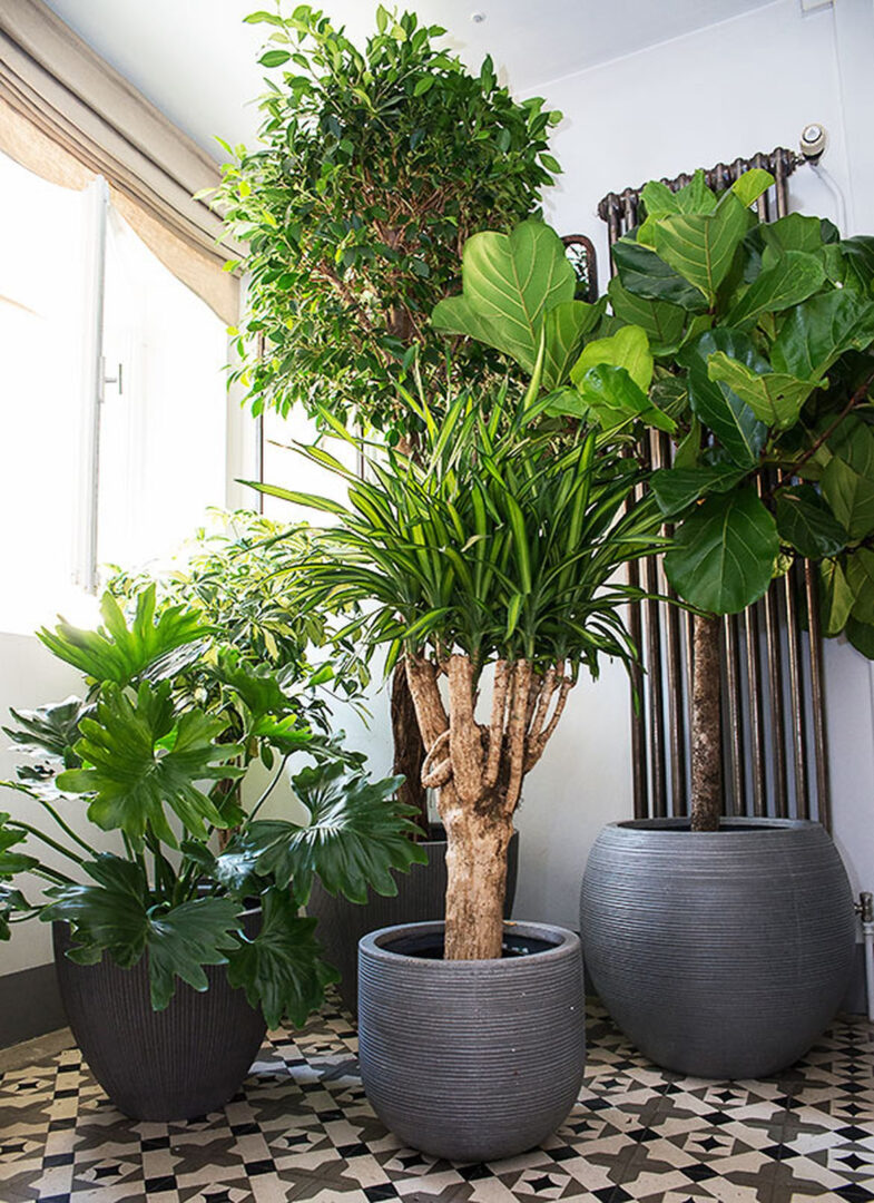 découvrez une sélection de plantes résistantes à la sécheresse, idéales pour un jardin durable et facile d'entretien. astuces, conseils et idées pour végétaliser votre espace tout en économisant l'eau.