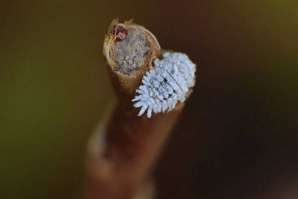 découvrez tout sur les plantes à ravageurs : identification, conseils de protection pour votre jardin et solutions naturelles pour limiter les dégâts causés par les insectes nuisibles.