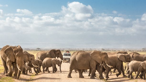 Xa hơn về phía tây, Tsavo West hé lộ những cảnh quan gồ ghề, hang động và những dòng suối trong vắt như suối Mzima. Cơ thể và tâm trí được mời gọi kết nối thực sự, với khung cảnh dày đặc hơn, thuận lợi cho việc quan sát những loài vật kín đáo hơn. Các khu trại như Severin Safari Camp hòa quyện hài hòa với thiên nhiên hoang dã này, mang đến sự thoải mái kín đáo, nâng tầm trải nghiệm.