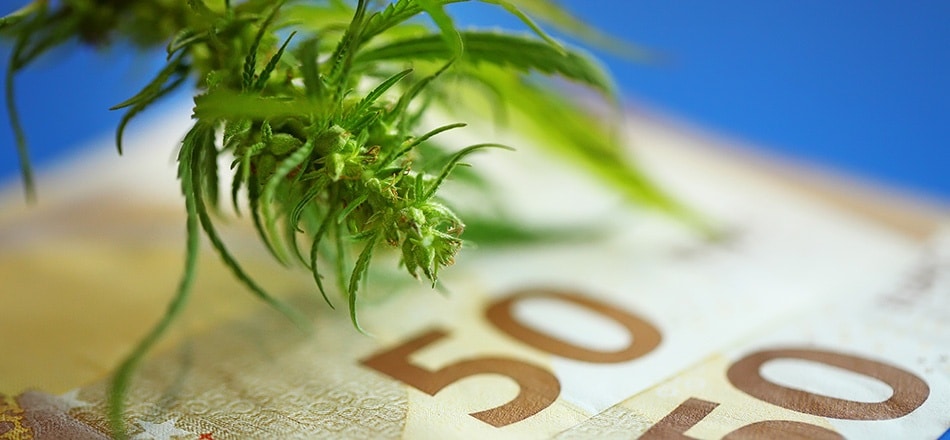 achetez amnesia haze cbd pas cher en ligne et profitez de produits de qualité supérieure à prix discount. livraison rapide et discrète garantie.