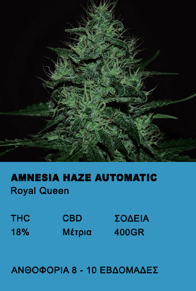 découvrez amnesia haze à barcelone : une variété emblématique de cannabis reconnue pour ses effets puissants et son arôme unique. informations, conseils et adresses pour profiter de l'expérience amnesia haze à bcn.
