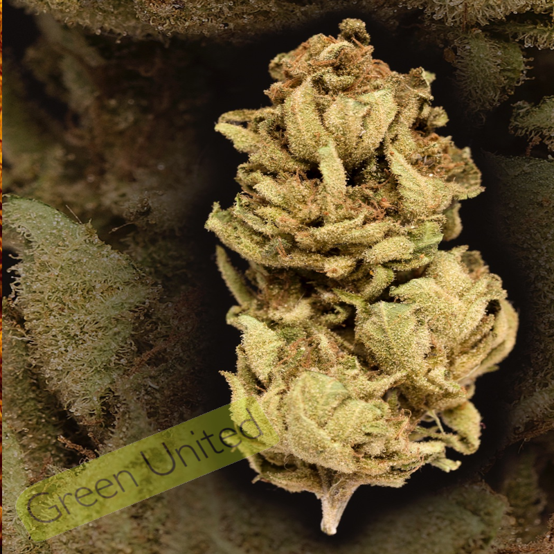 découvrez tout sur l'amnesia haze à barcelone : caractéristiques, effets, saveurs, et où trouver cette variété emblématique dans la capitale catalane. guide complet pour amateurs et connaisseurs.