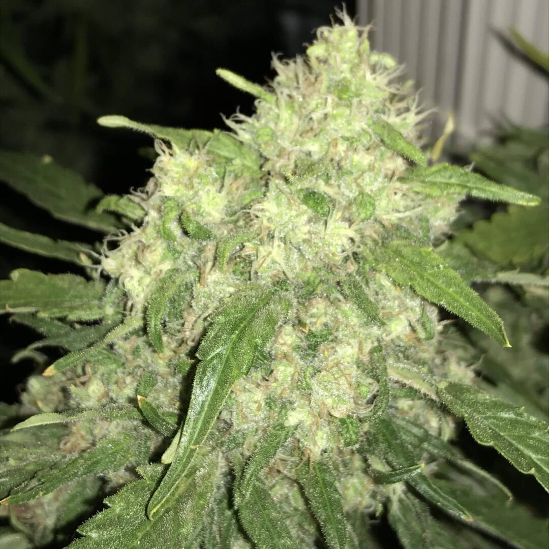 découvrez les effets et les usages de amnesia haze cbd, une variété populaire pour ses bienfaits relaxants et thérapeutiques. informez-vous sur ses propriétés et comment l'utiliser efficacement.