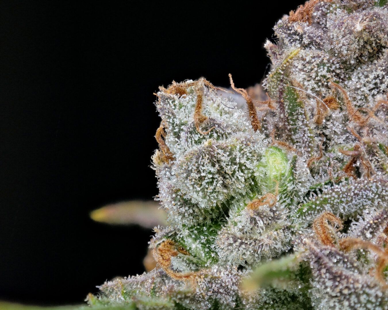 découvrez l'origine, la culture et les effets de la variété amnesia haze core cut, une incontournable du cannabis réputée pour son arôme unique et ses puissants bienfaits.