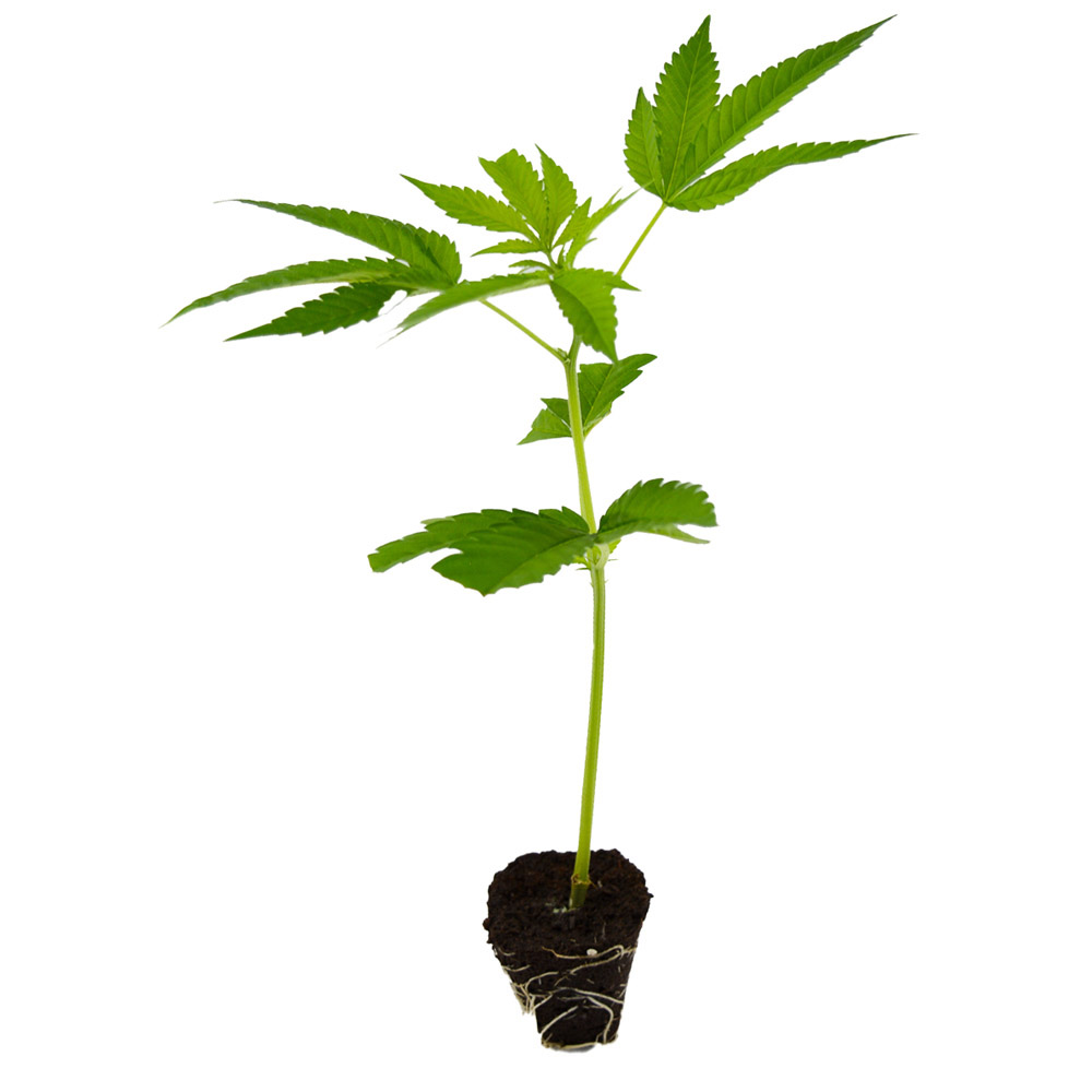 découvrez amnesia haze core cut : ses origines, méthodes de culture et effets uniques pour une expérience authentique.