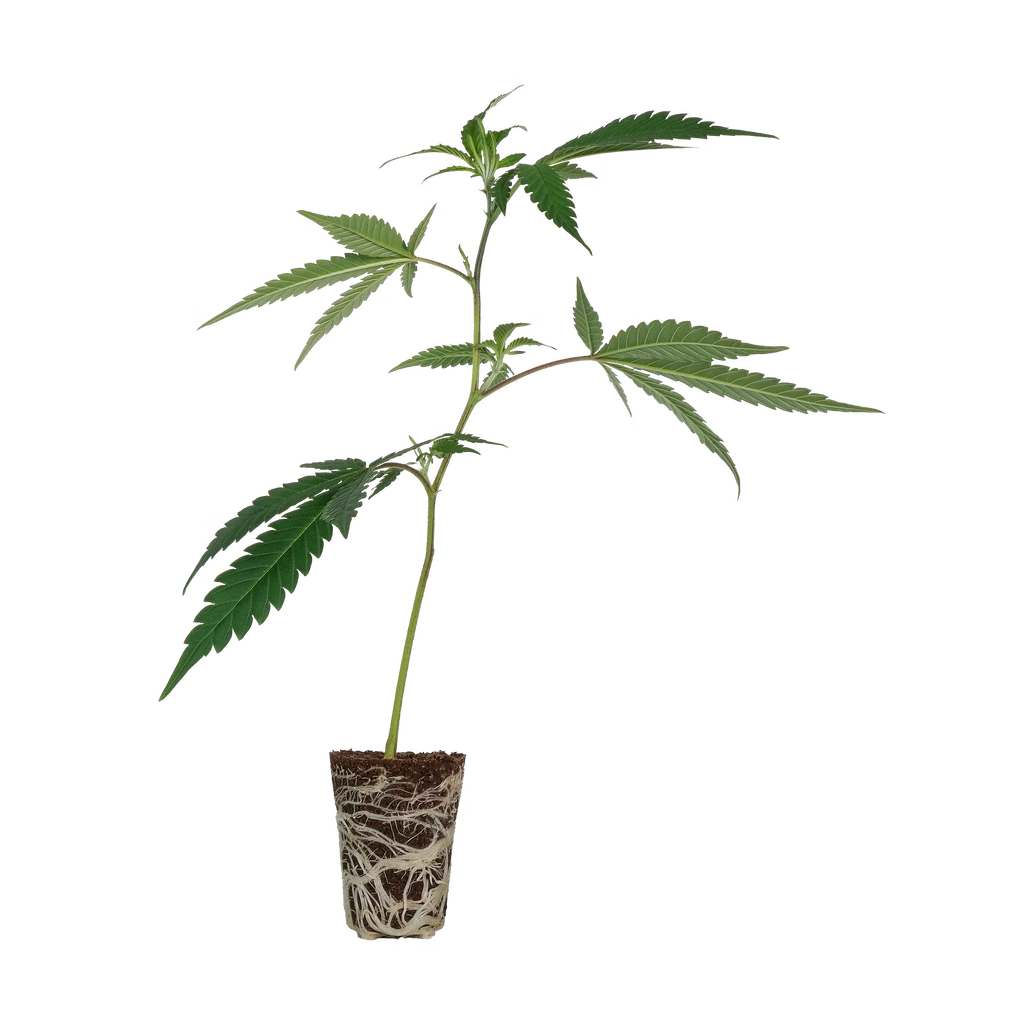découvrez amnesia haze core cut : son origine, ses méthodes de culture, ainsi que les effets uniques de cette variété prisée.