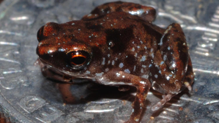 découvrez le plus petit animal du monde, ses caractéristiques étonnantes et son habitat unique dans cet article fascinant.
