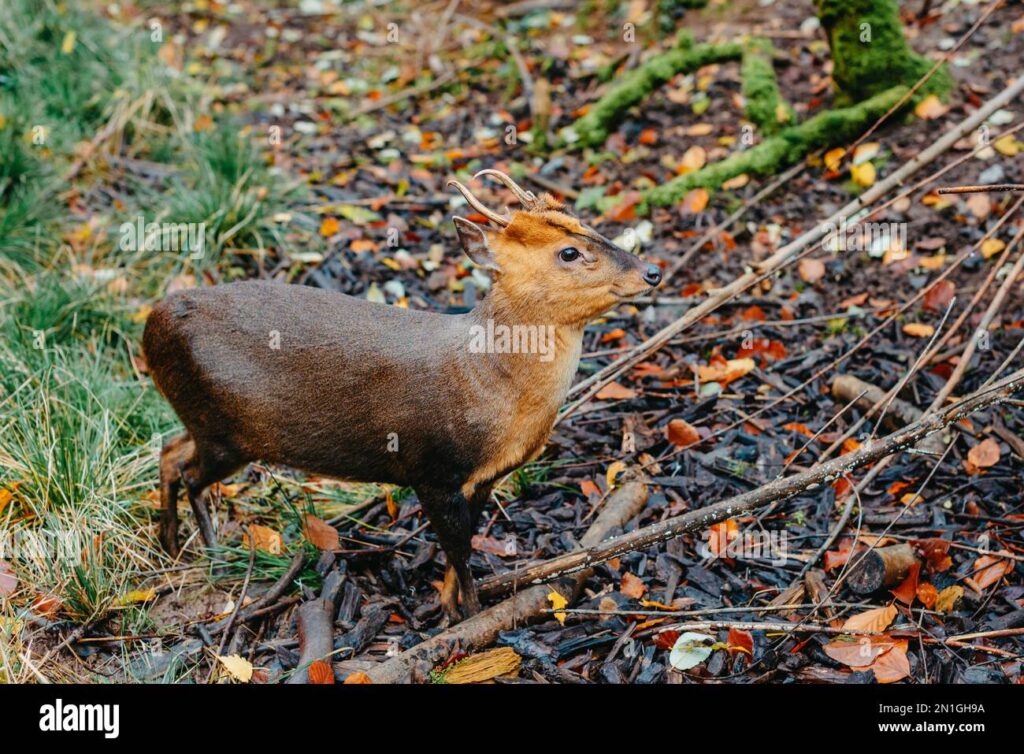 découvrez le plus petit animal du monde et apprenez-en plus sur ses caractéristiques étonnantes et son habitat unique.