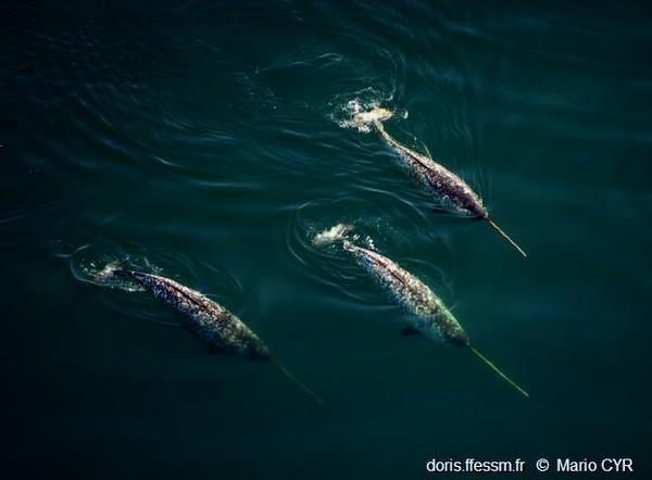 découvrez les mystères fascinants de la corne de narval, cet organe unique et énigmatique qui intrigue scientifiques et passionnés de la nature.