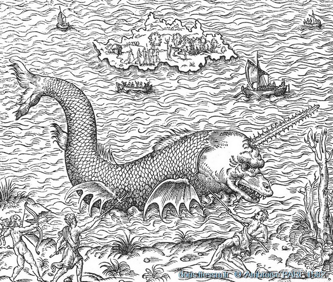 découvrez les mystères fascinants de la corne de narval, cet attribut unique aux pouvoirs encore largement méconnus.