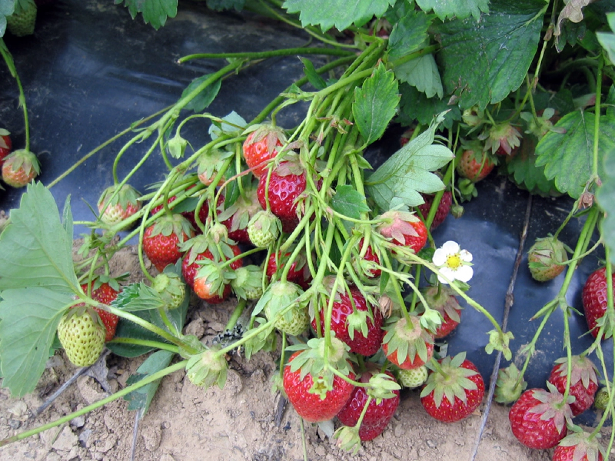 découvrez les secrets des fraises artificielles : comment les reconnaître, leurs usages et astuces pour distinguer le faux fruit du vrai.