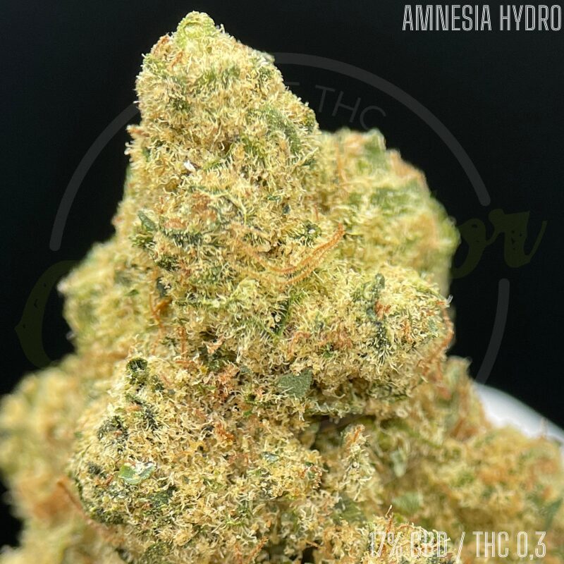 découvrez notre guide complet pour la culture intérieure de amnesia haze hydro, cultivée en hydroponie, pour optimiser rendement et qualité.
