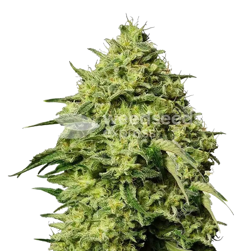 découvrez les différences clés entre amnesia haze et lemon haze, deux variétés de cannabis populaires, pour mieux choisir selon vos préférences en arômes, effets et utilisation.