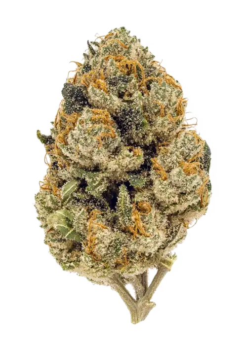 découvrez les différences clés entre amnesia haze et lemon haze, deux variétés populaires de cannabis, pour mieux comprendre leurs effets, saveurs et usages.