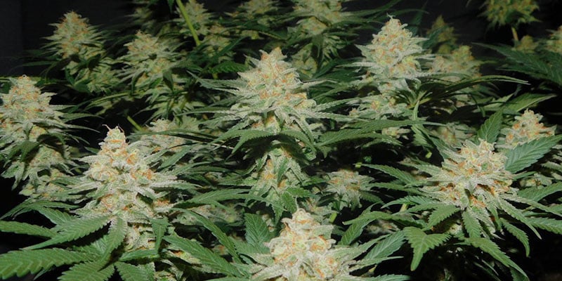 découvrez l'essentiel sur amnesia haze zamnesia : caractéristiques, effets, culture et conseils pour profiter pleinement de cette variété emblématique.