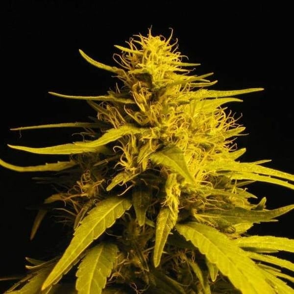 découvrez tout ce qu'il faut savoir sur amnesia haze zamnesia : caractéristiques, effets et conseils pour une expérience optimale.