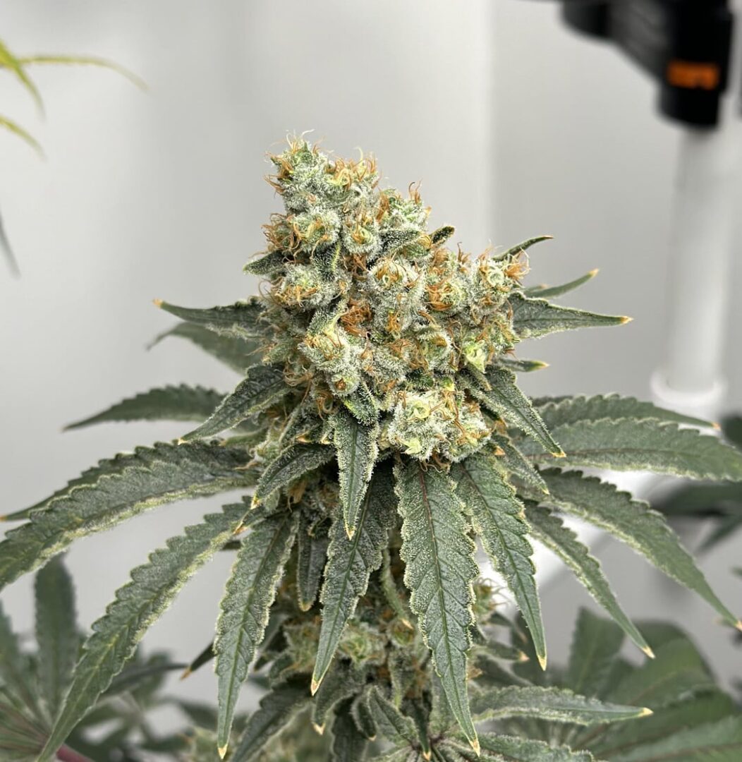 découvrez amnesia lemon haze, une variété au profil aromatique unique mêlant des notes citronnées éclatantes et une touche d'épices, pour une expérience sensorielle inoubliable.