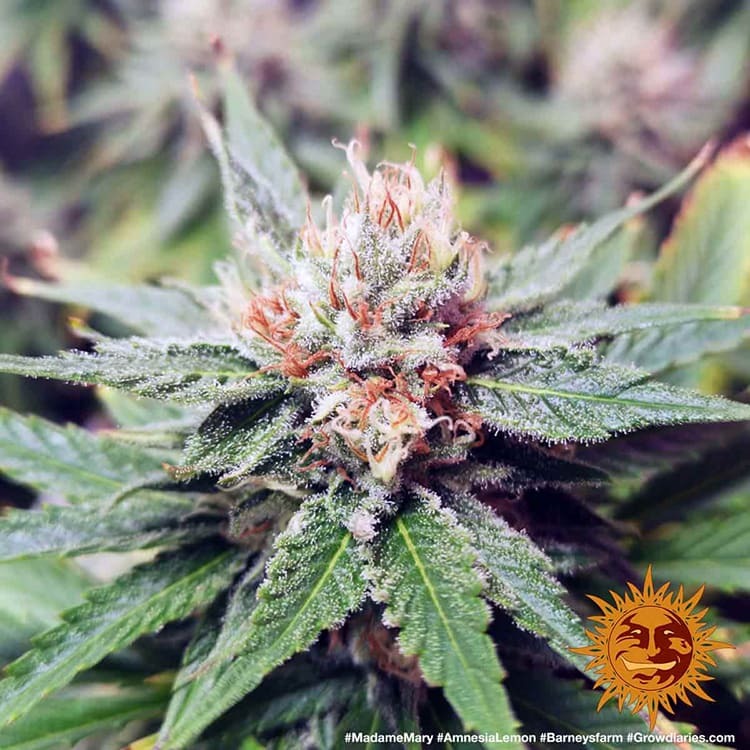 découvrez amnesia lemon haze, une variété aux arômes uniques mêlant des notes citronnées éclatantes et une douceur subtile pour une expérience sensorielle incomparable.