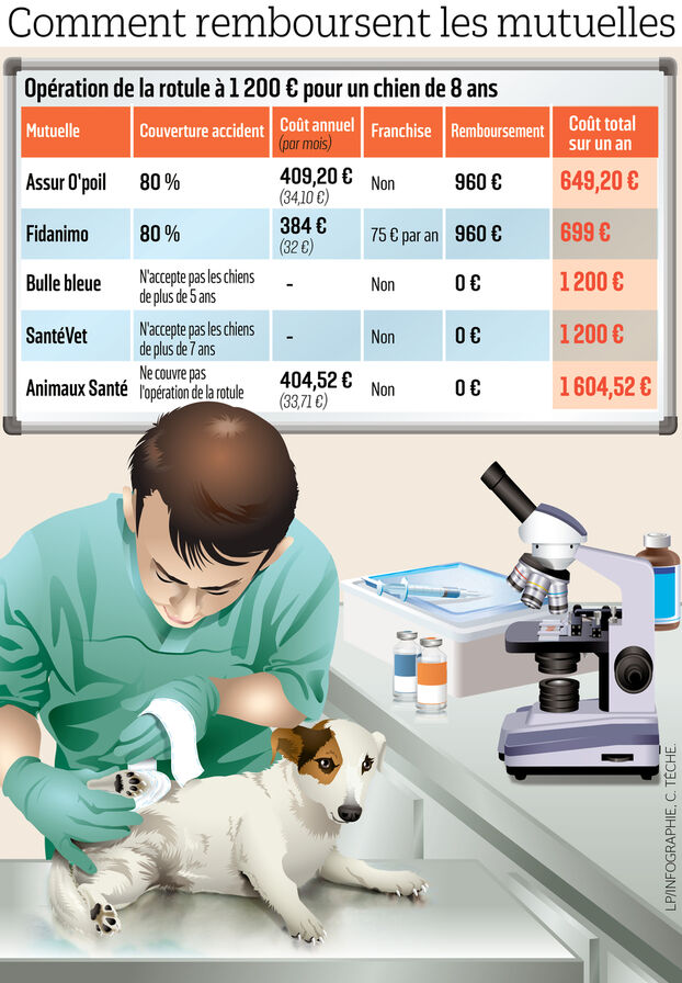 découvrez l'assurance chien idéale pour protéger la santé de votre compagnon à quatre pattes avec des garanties adaptées et un excellent rapport qualité-prix.