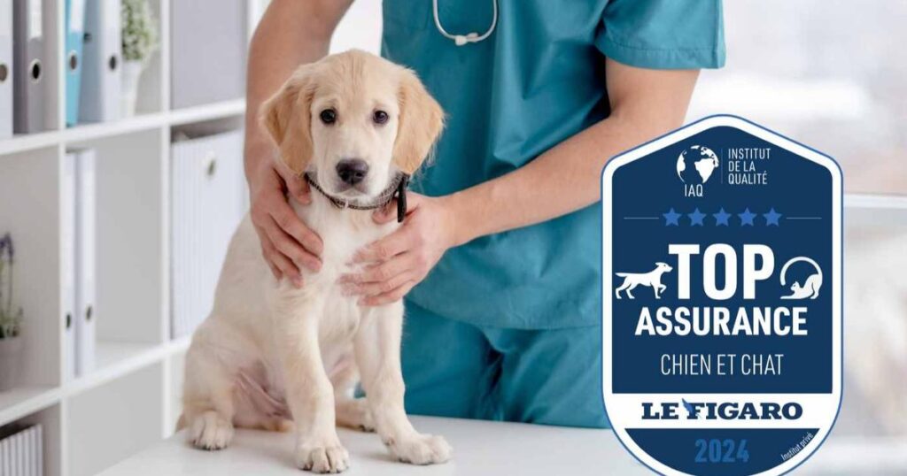 trouvez l'assurance chien idéale pour protéger votre compagnon à quatre pattes avec une couverture complète et adaptée à ses besoins.