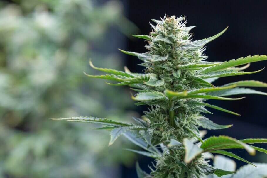 découvrez comment cultiver amnesia haze, une variété de cannabis renommée pour ses arômes uniques et ses effets puissants. guide complet pour réussir sa culture en intérieur ou en extérieur.
