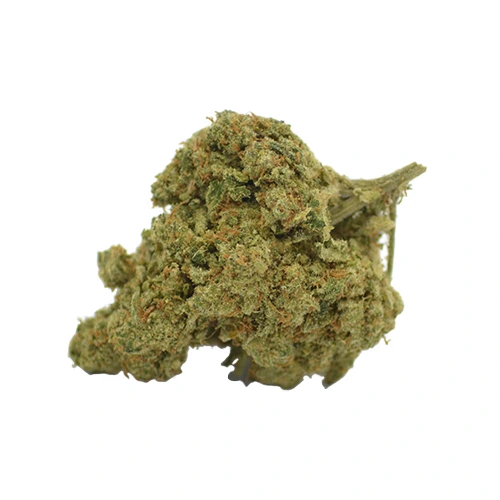 découvrez comment cultiver amnesia haze, une variété de cannabis réputée pour son arôme unique et ses effets puissants. guide complet pour réussir la culture indoor et outdoor.