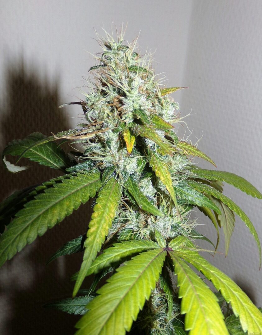 découvrez notre guide complet pour cultiver amnesia haze en extérieur : conseils pratiques, astuces de culture, et tout ce qu'il faut savoir pour une récolte réussie.
