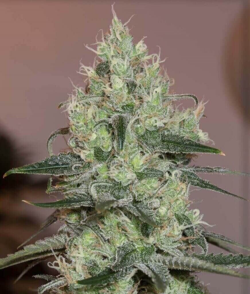 découvrez notre guide complet pour cultiver l'amnesia haze en extérieur : conseils pratiques, meilleures techniques et astuces pour une culture réussie.