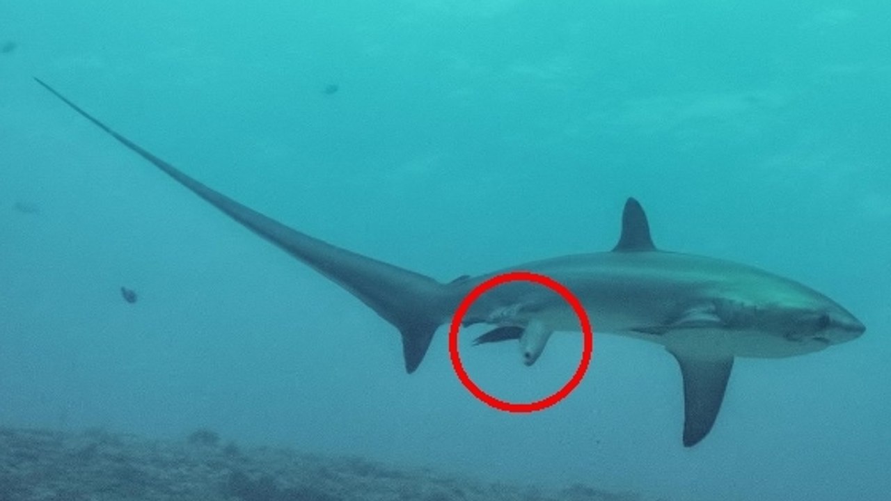 découvrez la première observation d'un nouveau-né grand requin blanc, une étape majeure pour la recherche marine et la compréhension de cette espèce fascinante.