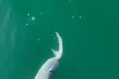 découvrez la première observation captivante d'un nouveau-né grand requin blanc, révélant des détails fascinants sur cette espèce marine emblématique.