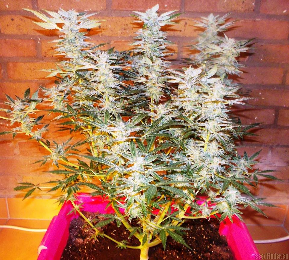 découvrez la variété amnesia haze de royal queen seeds, une génétique emblématique offrant des arômes puissants et un effet euphorique idéal pour les amateurs de sensations intenses.