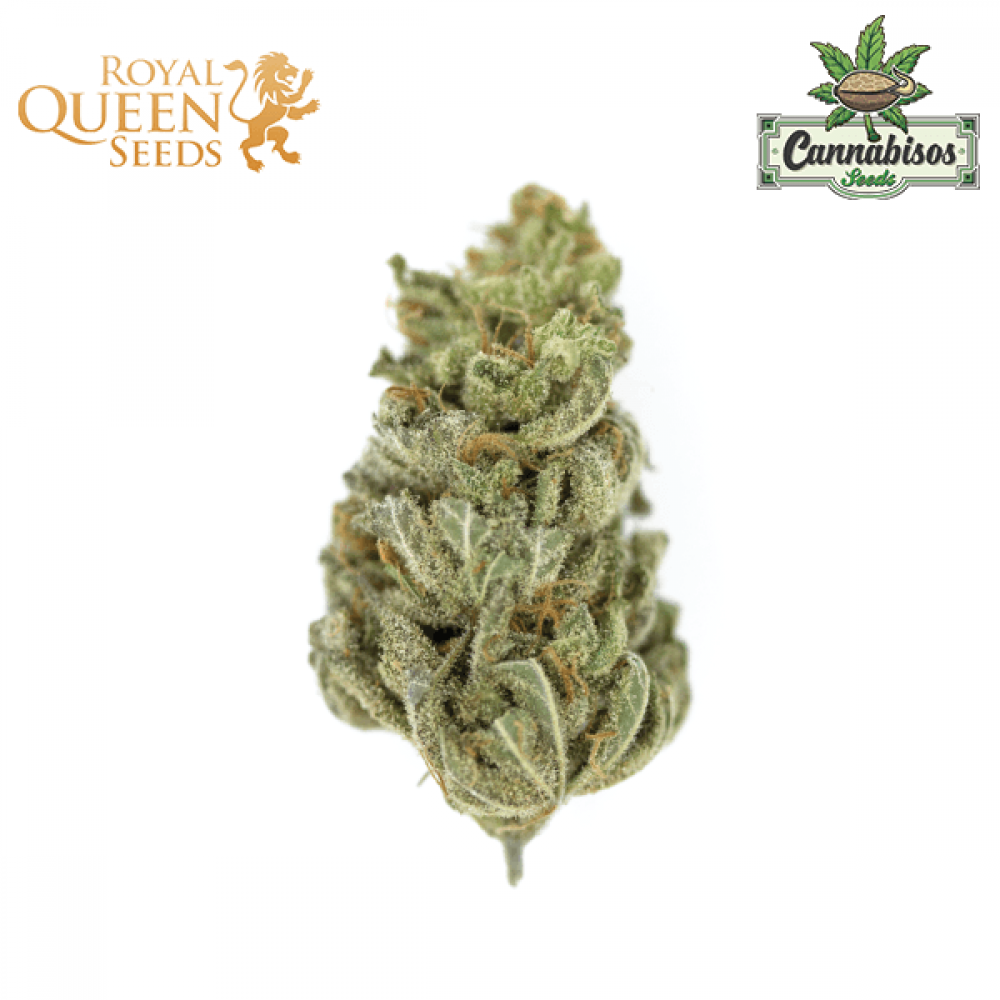 découvrez la variété amnesia haze de royal queen seeds, célèbre pour ses arômes puissants et ses effets énergisants. idéale pour les amateurs de sativa à la recherche d'une expérience intense et durable.