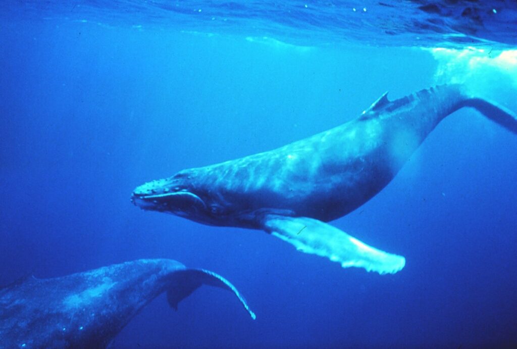 découvrez la baleine bleue sonore, le plus grand animal marin émettant des sons puissants et fascinants qui parcourent des centaines de kilomètres sous l'eau.