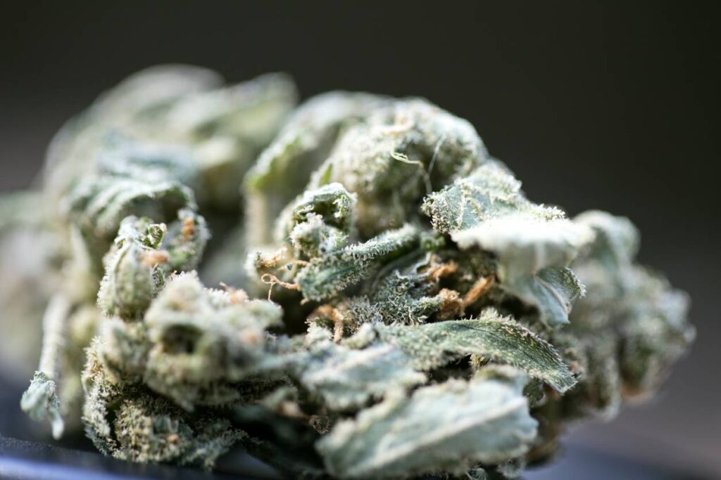 découvrez les différences entre gorilla glue et amnesia haze, deux variétés de cannabis populaires, pour vous aider à faire le meilleur choix selon vos préférences et besoins.