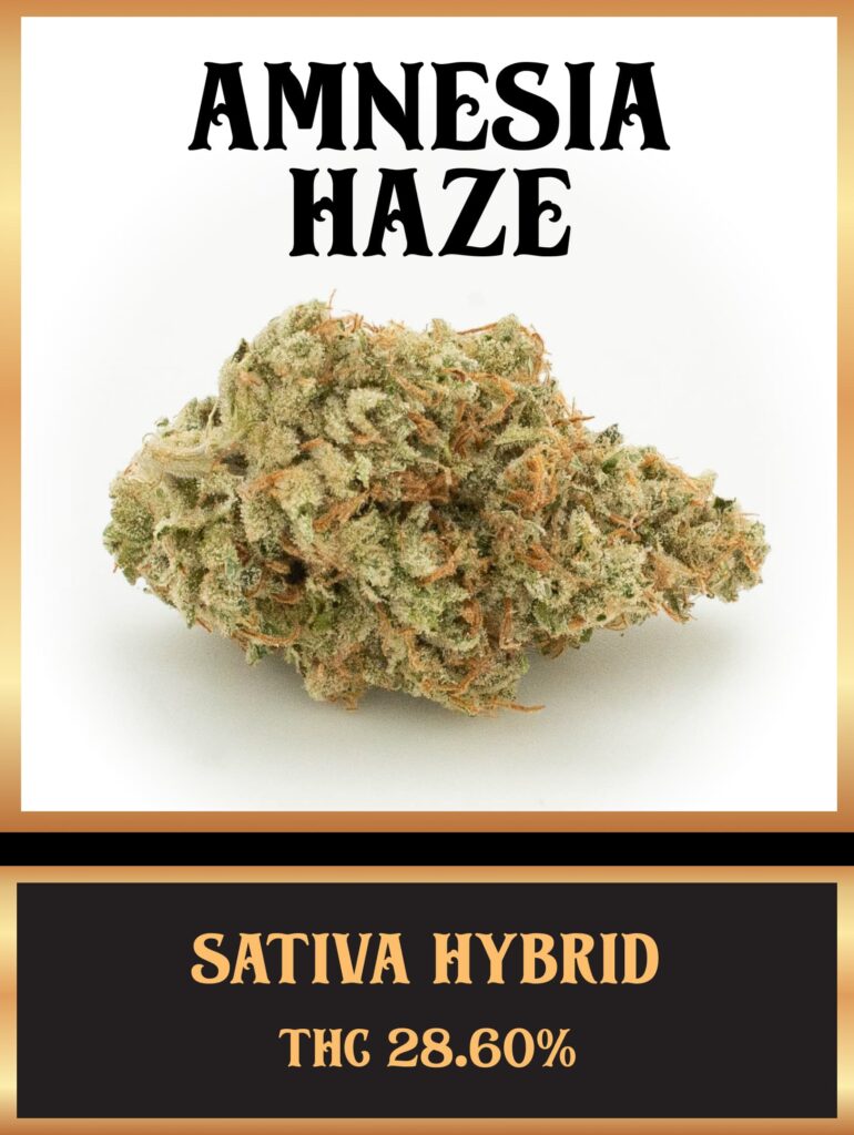 découvrez notre guide complet sur amnesia haze, une variété de cannabis prisée pour ses effets puissants et son arôme unique. apprenez tout sur sa culture, ses caractéristiques et ses bienfaits.