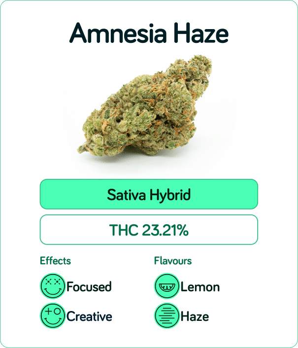 découvrez notre guide complet sur amnesia haze, une variété de cannabis réputée pour ses effets puissants et son arôme unique. apprenez tout sur sa culture, ses caractéristiques et ses bienfaits.