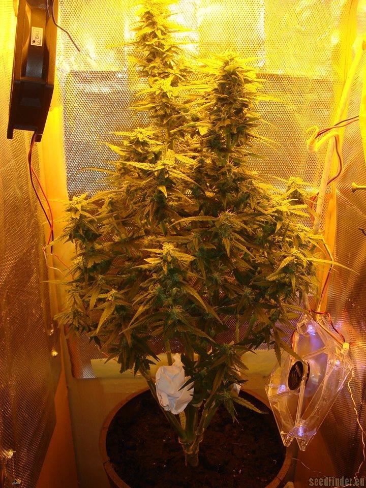 découvrez jdc amnesia haze, une variété de cannabis prisée pour ses arômes puissants et ses effets équilibrés, idéale pour les amateurs à la recherche d'une expérience unique.