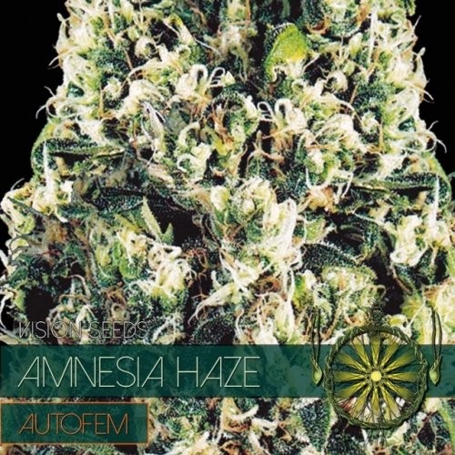 découvrez la jdc amnesia haze, une variété prisée pour ses effets puissants et son arôme unique. parfaite pour les amateurs de sensations intenses et de saveurs exotiques.