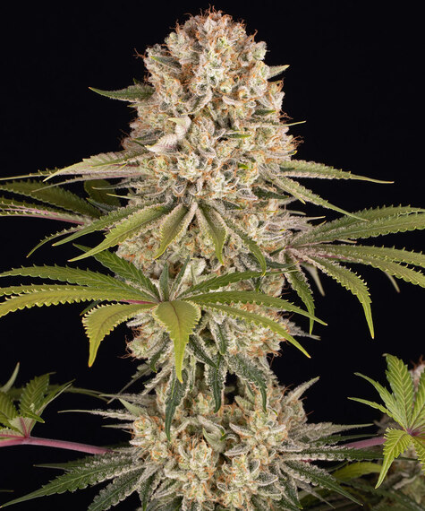 découvrez les différences entre lemon haze et amnesia, deux variétés populaires de cannabis, et faites le meilleur choix selon vos préférences et besoins.