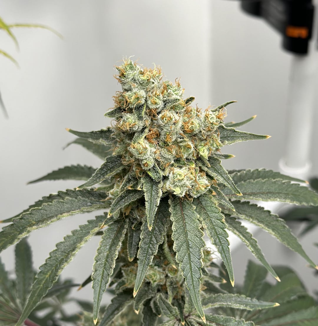 découvrez les différences entre lemon haze et amnesia et faites le meilleur choix selon vos préférences en terme d'arômes, effets et utilisation.